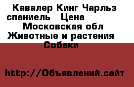 Кавалер Кинг Чарльз спаниель › Цена ­ 25 000 - Московская обл. Животные и растения » Собаки   